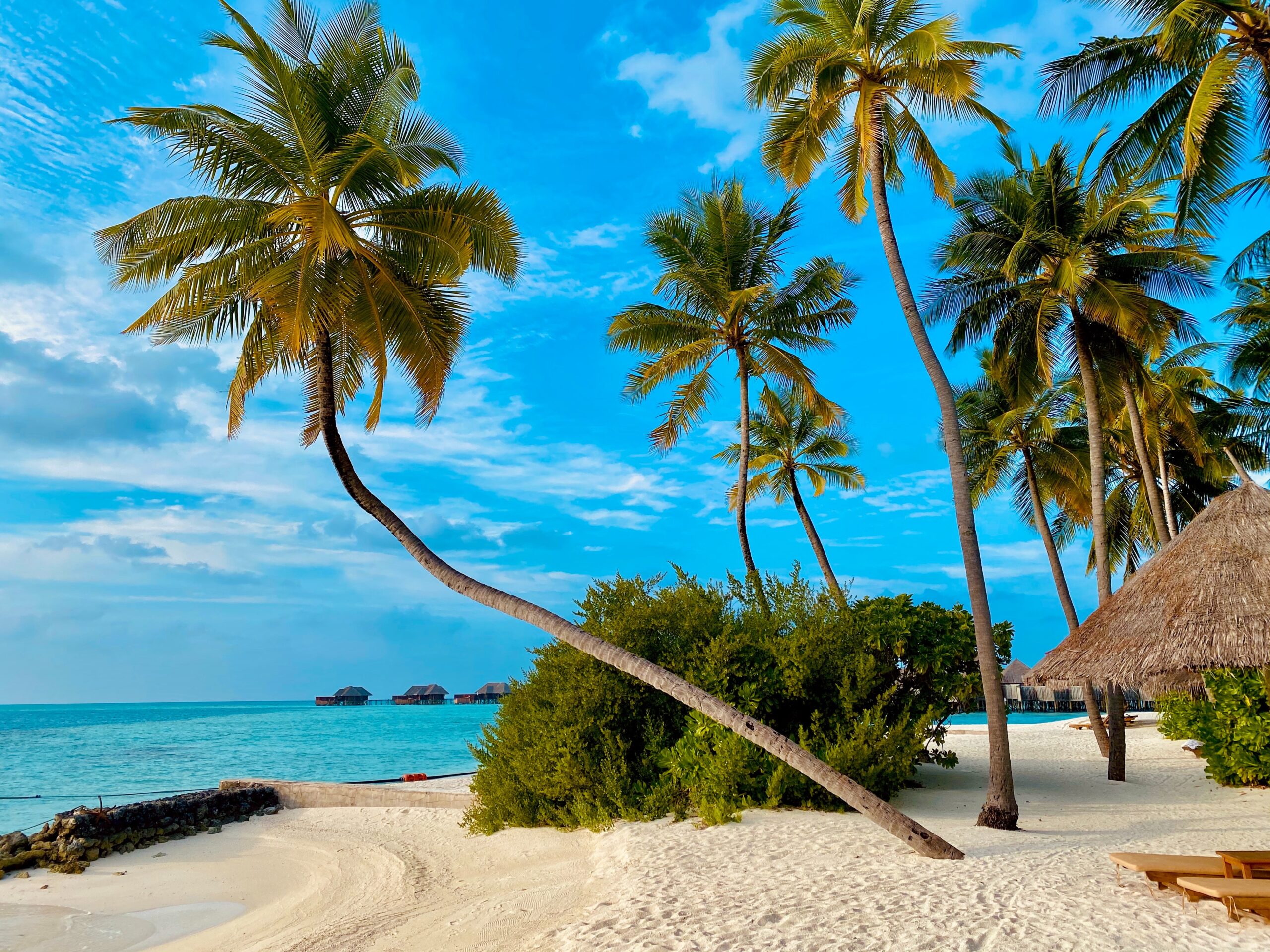 coconut tree on beach coconut tree on beach shore during daytime