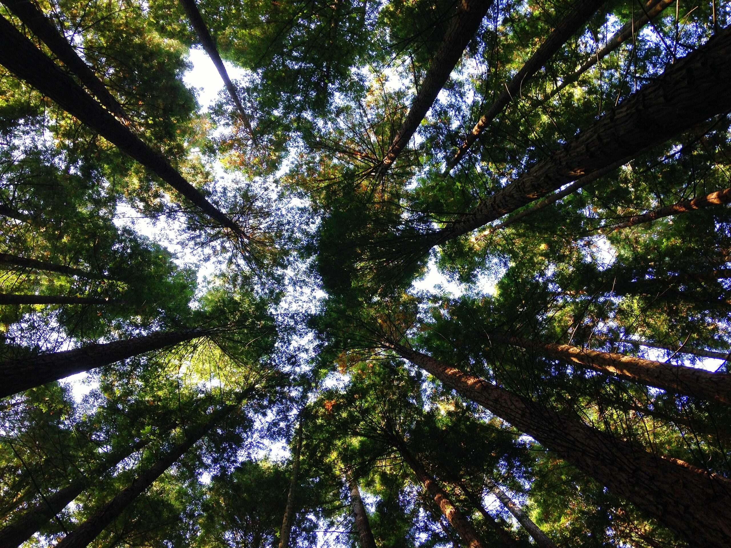 low-angle photography of tall low-angle photography of tall tress during daytime