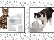 9 Best Cat Water Fountains of 2024 9 Best Cat Water Fountains of 2024