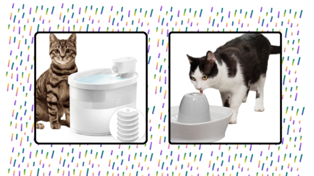 9 Best Cat Water Fountains of 2024 9 Best Cat Water Fountains of 2024
