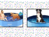9 Best Dog Swimming Pools for Endless Fun in the Sun With Your Pup 9 Best Dog Swimming Pools for Endless Fun in the Sun With Your Pup