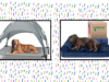 The 8 Best Cooling Dog Beds of 2024 The 8 Best Cooling Dog Beds of 2024