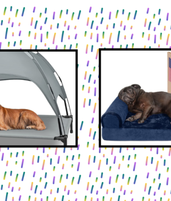 The 8 Best Cooling Dog Beds of 2024 The 8 Best Cooling Dog Beds of 2024