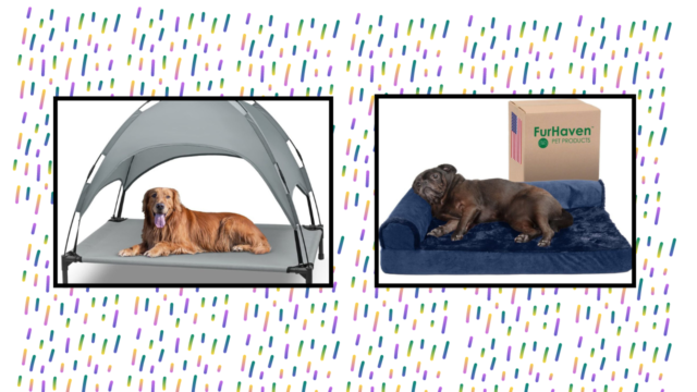 The 8 Best Cooling Dog Beds of 2024
